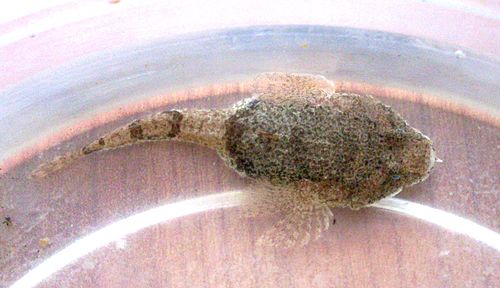 Black Sea tadpole-goby